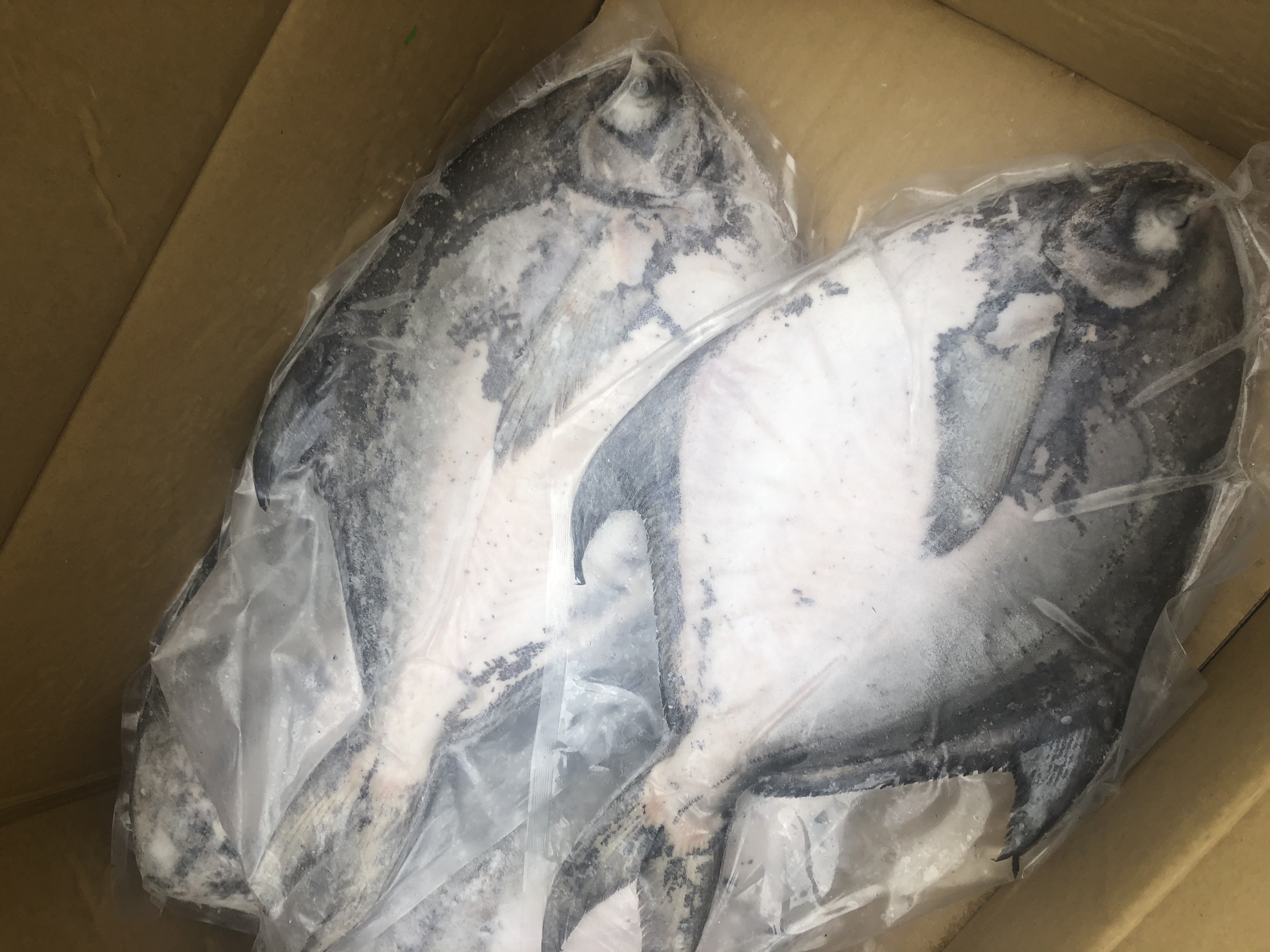 鲳魚1